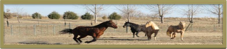 WESTERN J HORSESHOEING